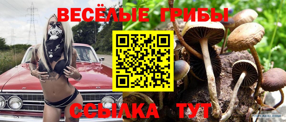 Псилоцибиновые грибы Cubensis Боровичи